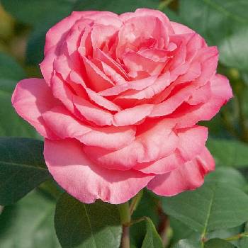 Роза чайно-гибридная ‘Pink Panther’ (синонимы:  ‘Panthere Rose’, ‘Aachener Dom’)